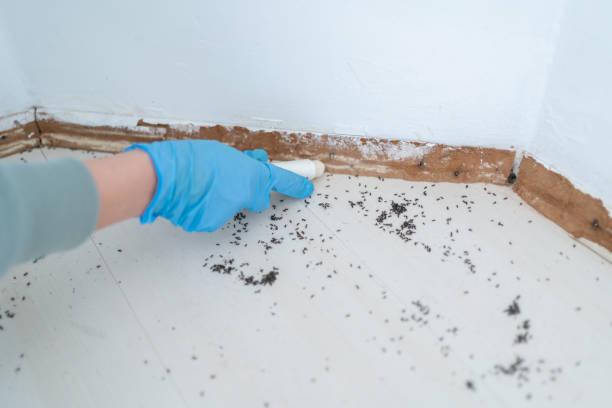 Best Pest Inspection Near Me  in Mayville, WI